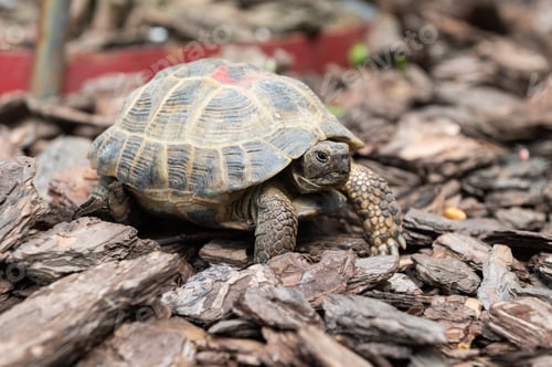 Preview: Close-Up of a Tortoise Crawling on Forest Bedding
