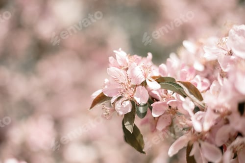 Preview: A soft focused flower, background