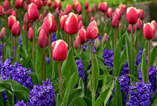 Preview: Field of blooming colorful tulips under the sun