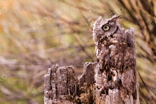 Preview: Western Screech Owl