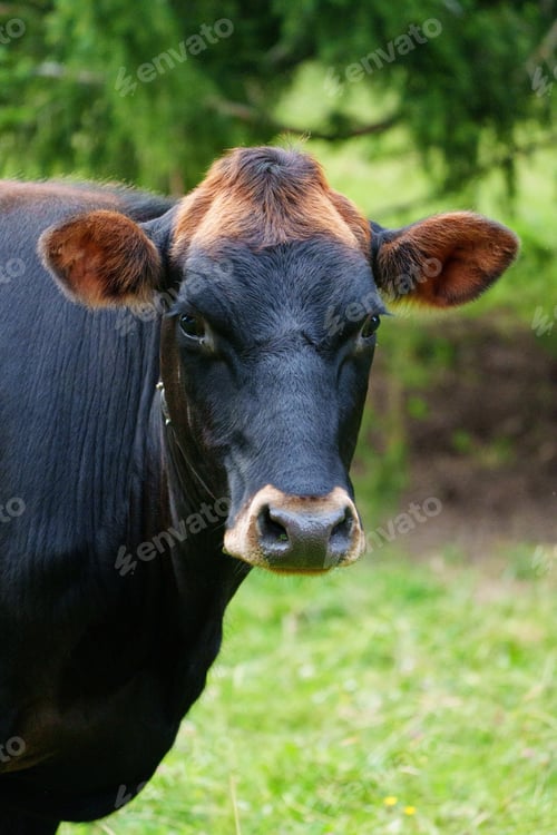 Preview: Close-Up of a Brown-Eared Black Cow Grazing in a Lush Green Pasture Under Clear Blue Skies