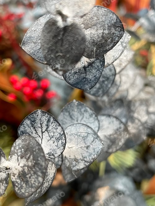 Silver Dollar Eucalyptus Leaves with Red Berry Accents