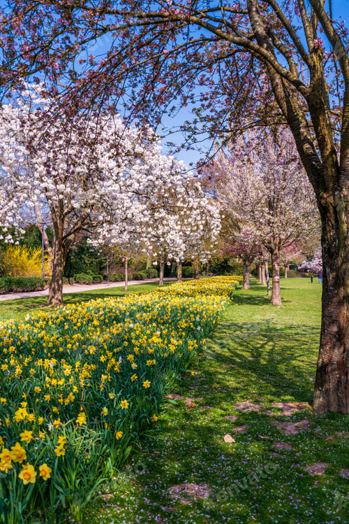 Preview: Beautiful nature scene with blooming tree and sun flare. Spring background