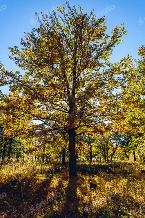Preview: Oak tree in autumn woodland