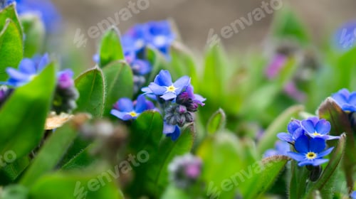 Preview: Blue myosotis sylvatica, forget-me-not, blooming in garden, Close up, horizontal botanical photo