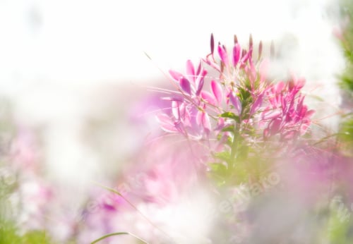 Preview: Close-up view of sweet color flowers on a sunny day