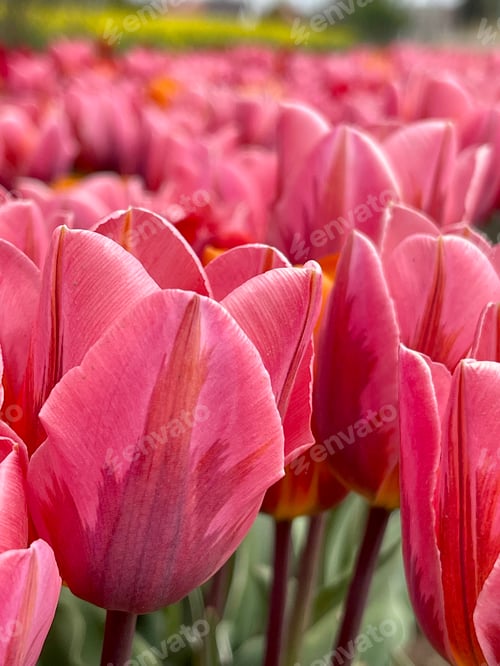 Preview: Tulips