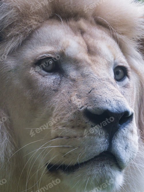 Preview: White lion face portrait close up