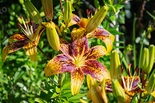 Preview: Summer flower background. Beautiful Lilium flower photos outdoors.