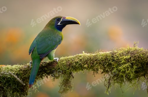 Preview: A Toucanet in Costa Rica