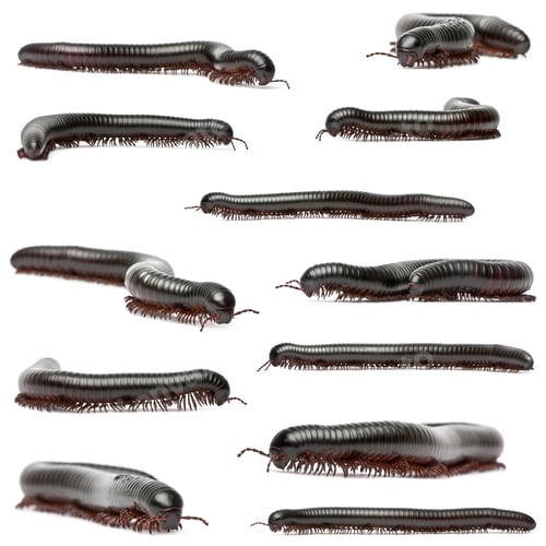 Preview: Millipedes, Myriapoda, Spirostreptus giganteus, in front of white background