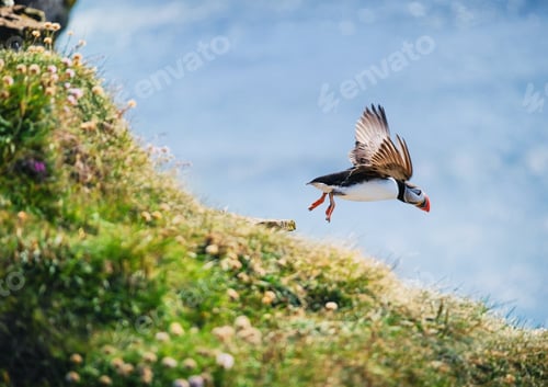 Preview: Puffin in Iceland. Seabirds on sheer cliffs. Birds on the Westfjord in Iceland.