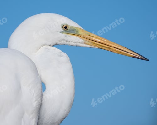 Preview: Closeup shot of a white egret bird against a blue sky background