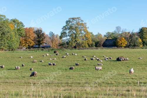 Preview: Sheep grazing on a sunny autumn day