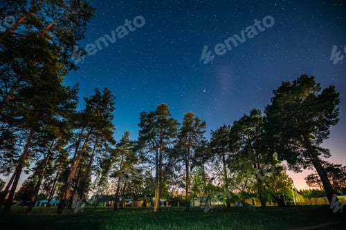 Preview: Green Trees Woods In Park Under Night Starry Sky. Night Landscap