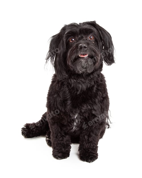 Preview: Gorgeous Havanese Dog Sitting With Mouth Open