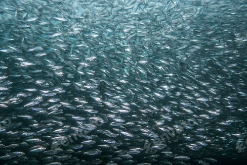 Preview: Shoals of sardine being hunted by red snappers