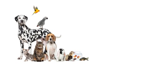 Preview: Large group of pets posing together on white background