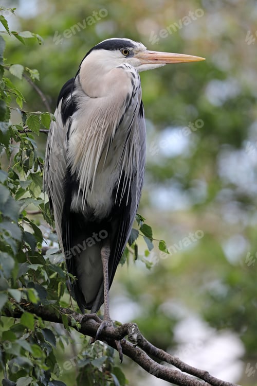 Preview: Grey heron close-up portrait
