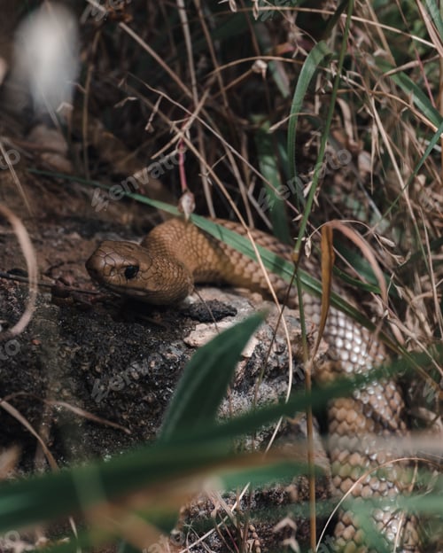 Preview: Vertical closeup shot of a brown cape cobra snake slithering on a rock