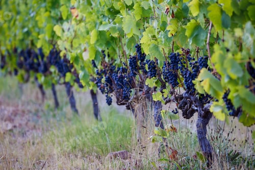 Preview: Grapes in the Wine Estate in Tulbagh Valley, Western Cape, South Africa