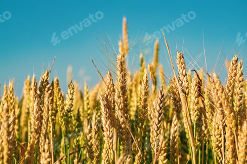 Vista previa: Soft common Wheat field in summer against blue sky