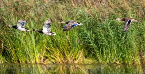Preview: Mallard Ducks Are Flying