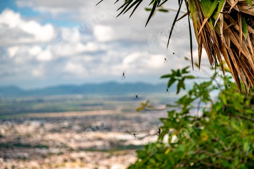 Preview: spiders in a web on a tree in nature