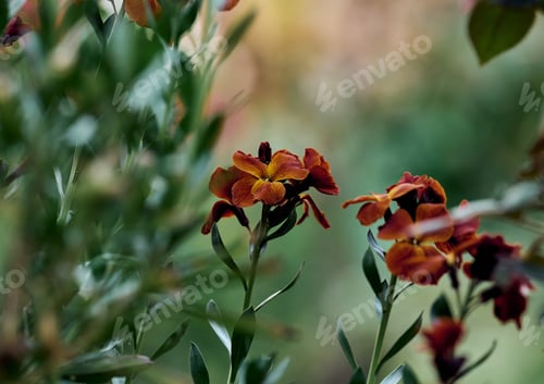 Preview: Yellow Lacfiole flower in the garden on a spring day