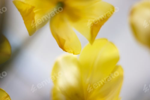 Preview: Yellow petals selective focus