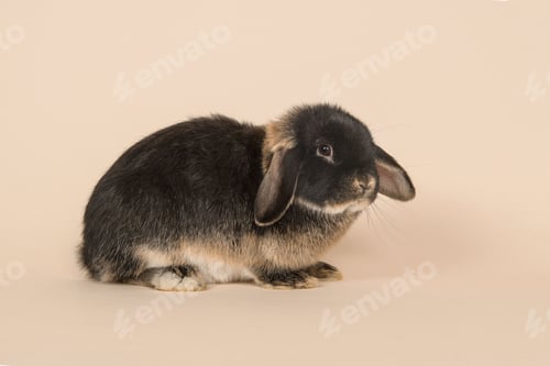 Preview: pets, bunny, scared, rabbit, hare