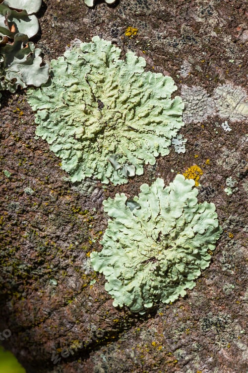 Preview: Green Lichen on a Tree