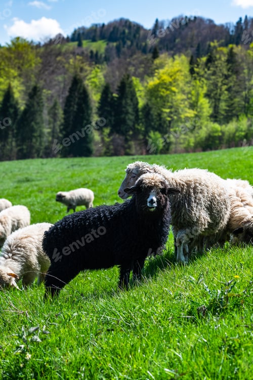 Preview: Traditional sheep pasture on meadow in Pieniny Mountains in Poland. Sheeps springtime grazing.