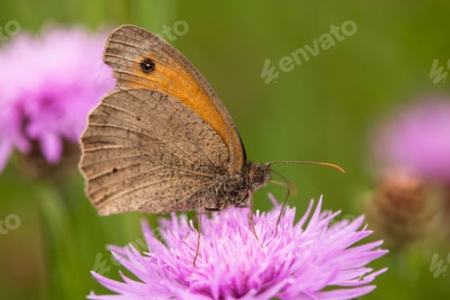 Preview: A Meadow brown sits on a brown knapweed