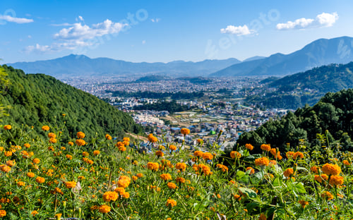 Preview: Landscape view of blossom colorful flower