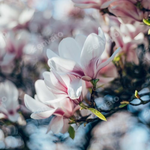 Preview: Pink Magnolia Tree with Blooming Flowers during Springtime