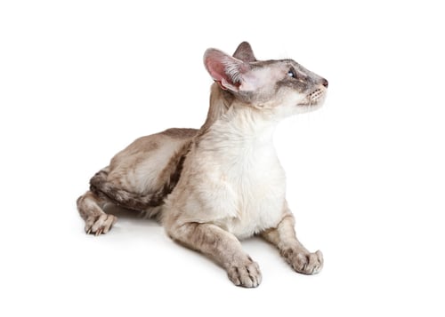 Preview: Oriental Shorthair Cat Lying Down Looking Side