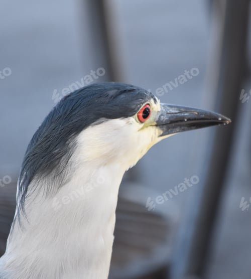Preview: Unusual seabirds