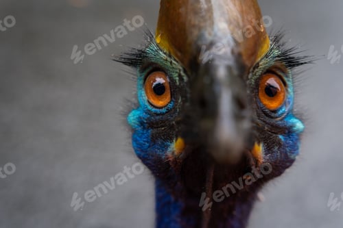 Preview: A Southern cassowary bird in Tully Gorge National Park, Australia