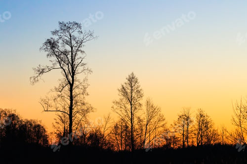 Preview: Silhouettes Of Trees Without Leaves On A Background Of Beautiful