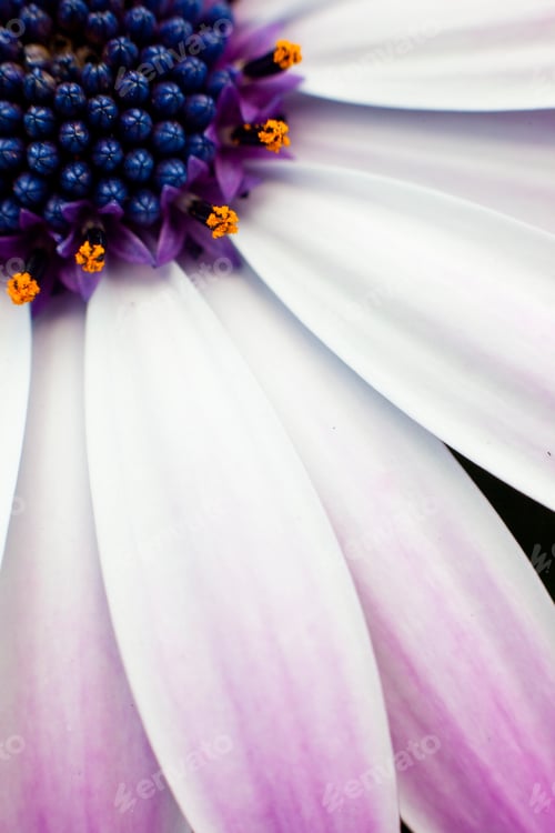 Preview: Marguerite flower