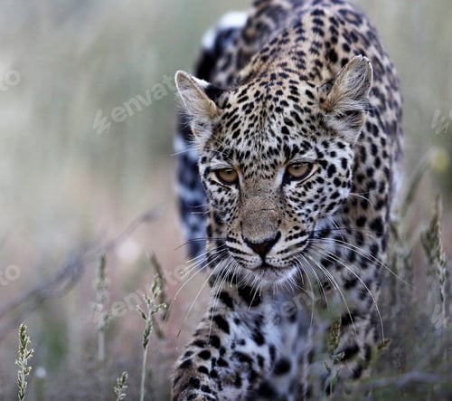 Preview: A Best wildlife sanctuary in the world