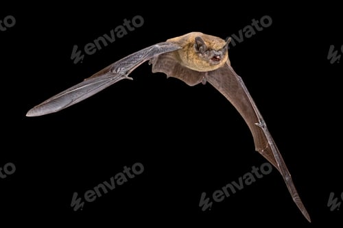Preview: Flying Pipistrelle bat isolated on black background