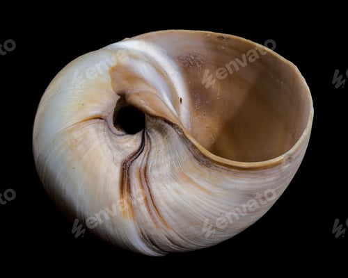Preview: Polymita Picta snail Shell on Wood black background