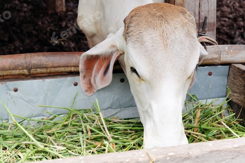 Preview: Cow feeding grass in cowshed