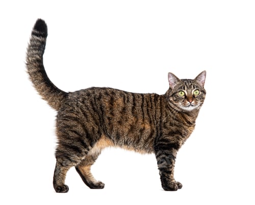 Preview: Side view of a Tabby crossbreed cat standing, isolated on white