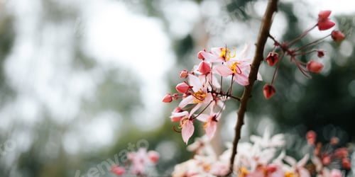 Preview: Pink spring flowers are blooming on the tree.