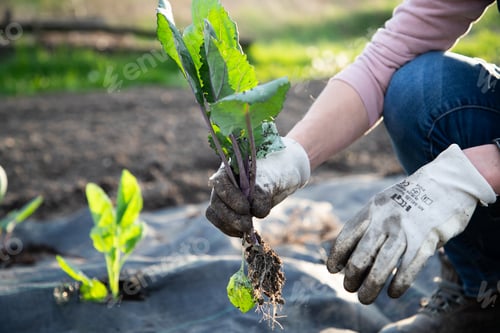 Preview: woman planting seedlings in springtime