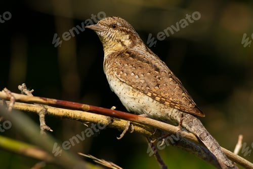 Preview: Wryneck, jynx. The bird hid in the bushes