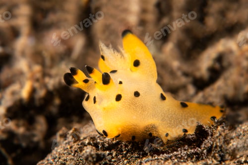 Preview: Pikachu nudibranch underwater snail